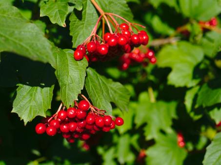 Ripe viburnum