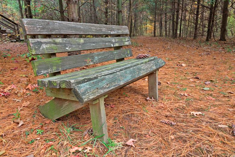 Free stock image of North Point Pine Trail - HDR created by Nicolas Raymond