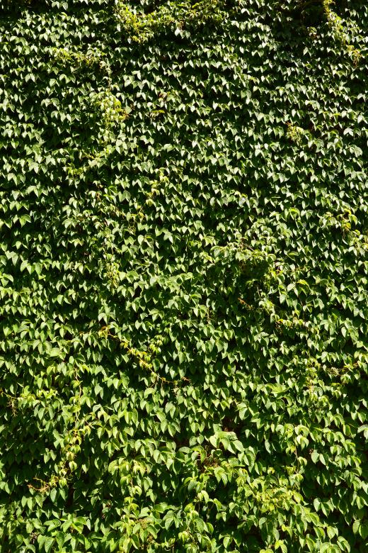 Free stock image of Creeper on the wall created by Tomas Adomaitis