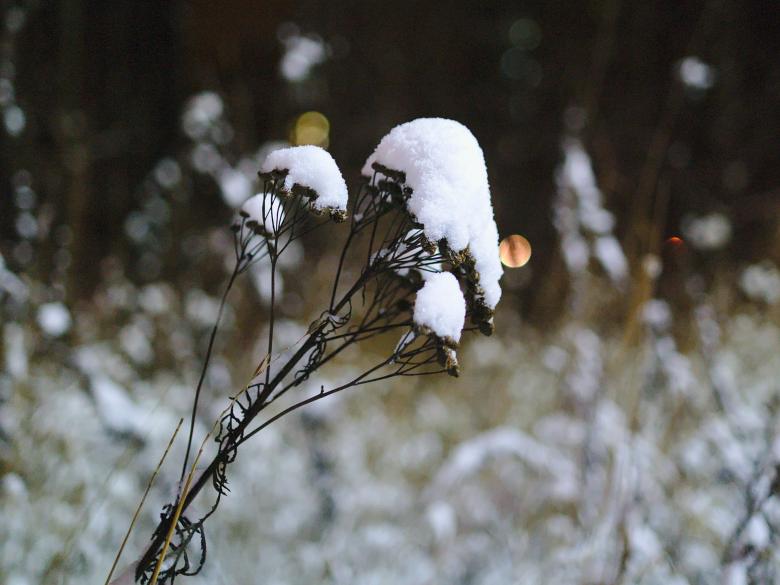 Free stock image of Dry plant covered with snow created by Mikhail