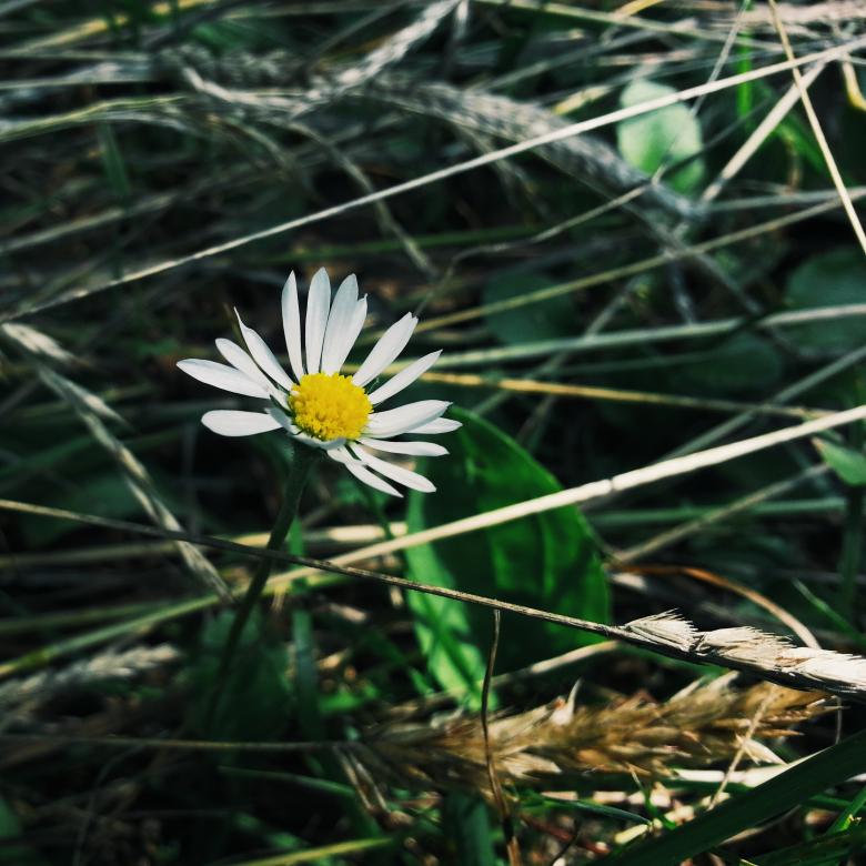 Free stock image of Margarida created by Mayara Sousa