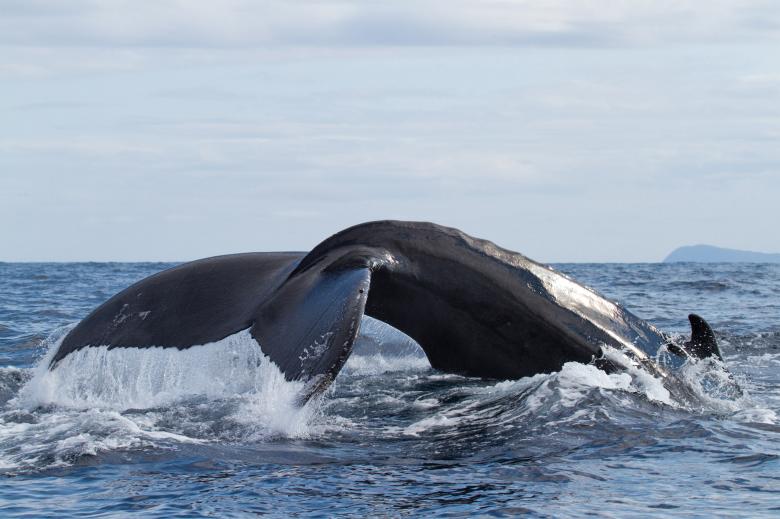 Free stock image of Whale tail created by Geoffrey Whiteway