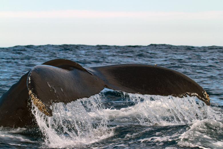 Free stock image of Whale tail created by Geoffrey Whiteway