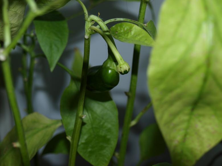 Free stock image of Paprika plant created by Marko Mäkinen