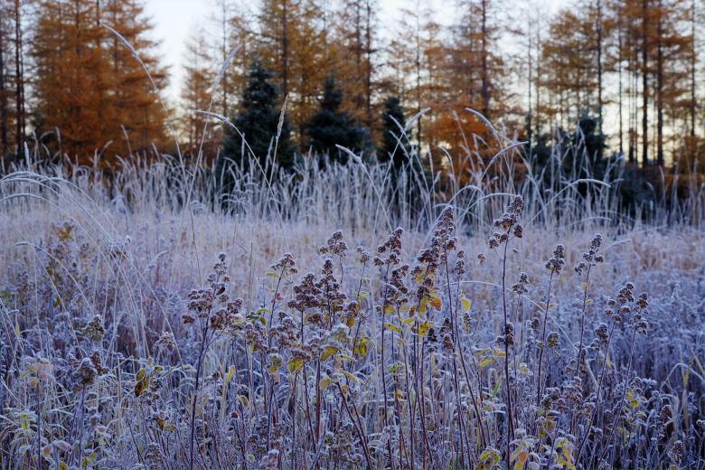 Free stock image of Forst Covered Plants created by Geoffrey Whiteway