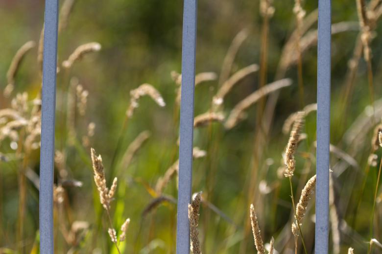 Free stock image of Bars and Grass created by Geoffrey Whiteway