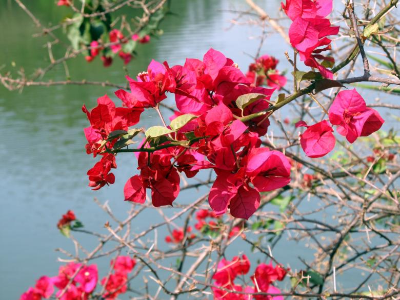 Free stock image of Pink Flowers created by Mayara Sousa