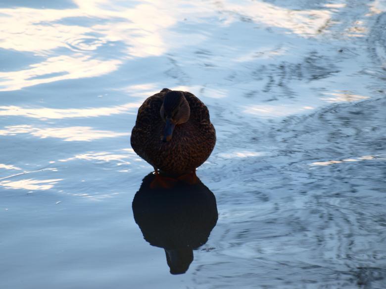 Free stock image of Ducks created by Marko Mäkinen