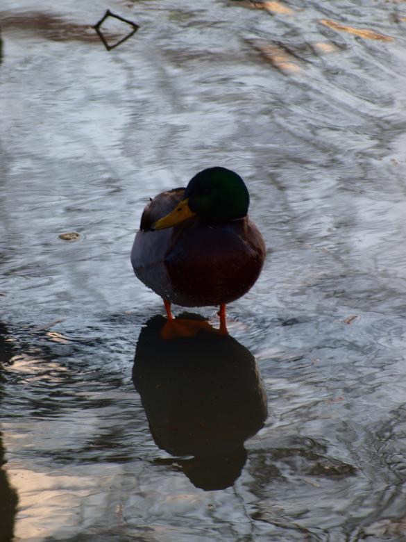 Free stock image of Ducks created by Marko Mäkinen