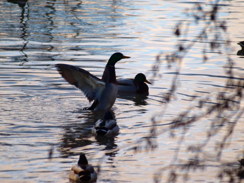 Free stock image of Ducks created by Marko Mäkinen