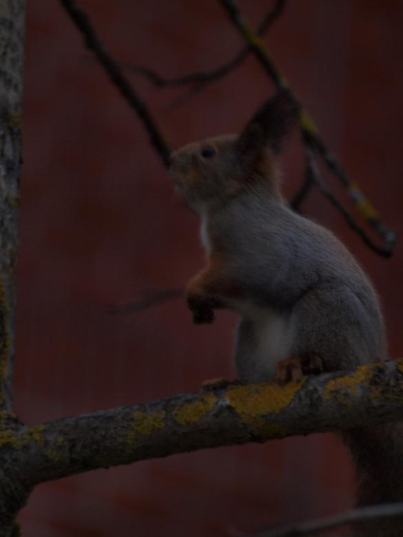 Free stock image of Squirrell created by Marko Mäkinen