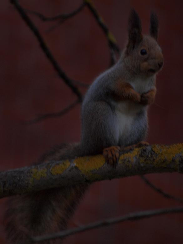 Free stock image of Squirrell created by Marko Mäkinen