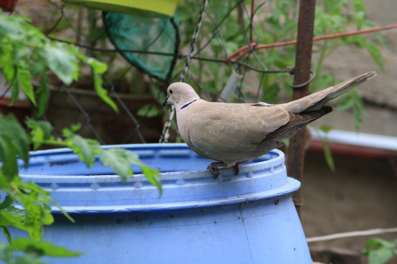 Free stock image of Turtle Dove created by Kala Manó
