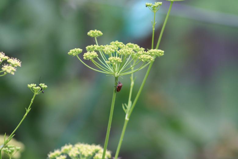Free stock image of Striped beetle created by Kala Manó