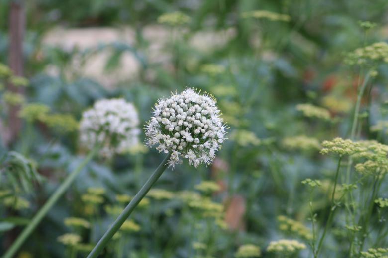 Free stock image of White flower created by Kala Manó