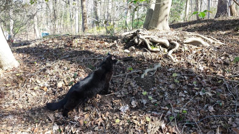 Free stock image of Black cat created by Gwyneth Koberg