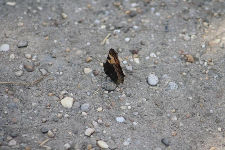 Free stock image of Butterfly created by Kala Manó