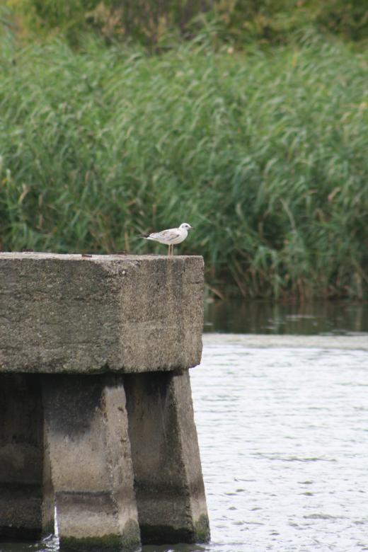 Free stock image of Seagull created by Kala Manó