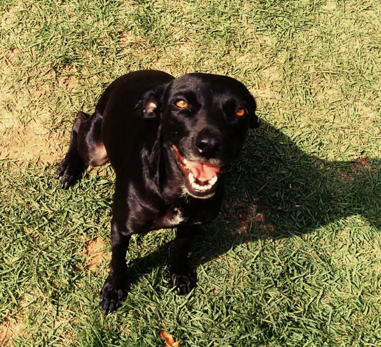 Free stock image of Happy Dog created by Daniel D. Cintra
