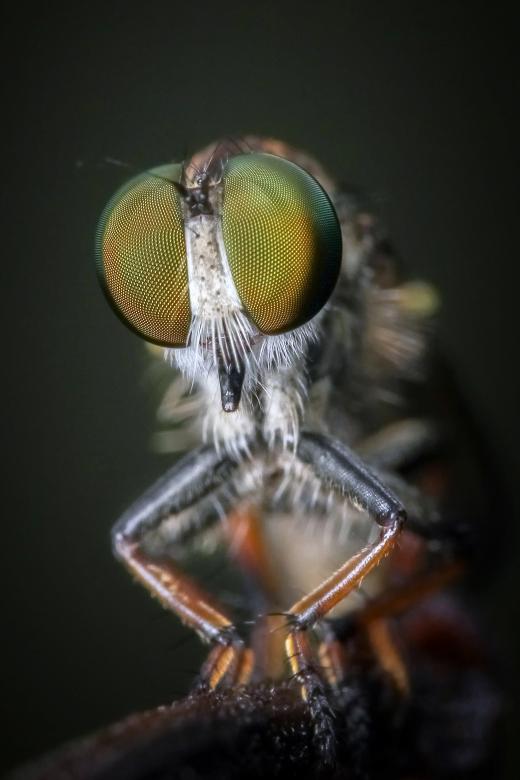 Free stock image of Robber fly created by Ronny Overhate