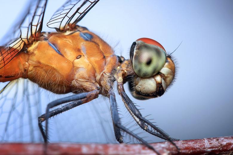 Free stock image of Dragonfly Macro created by Ronny Overhate