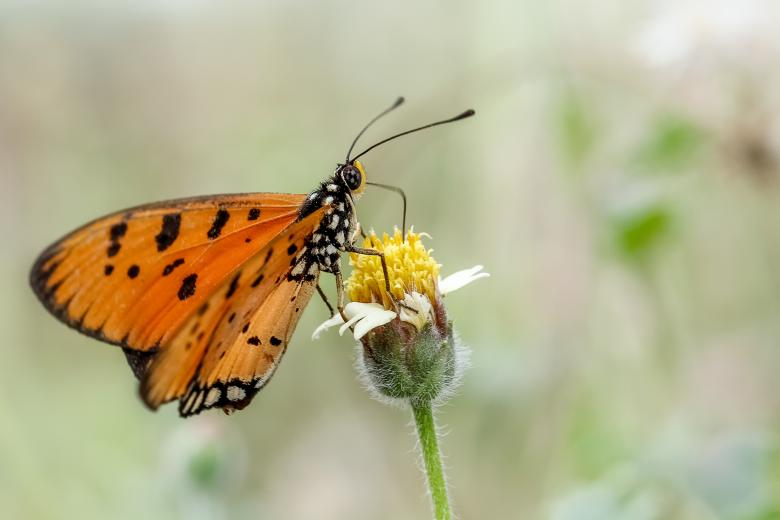 Free stock image of Orange butterfly created by Ronny Overhate