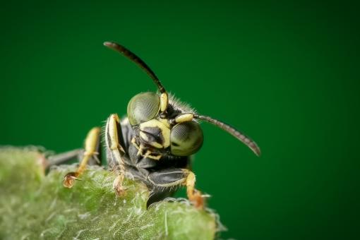 Insect on a leaf - Free Stock Photo