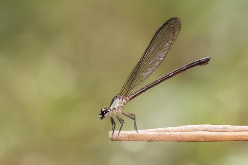 Damselfly on a branch - Free Stock Photo