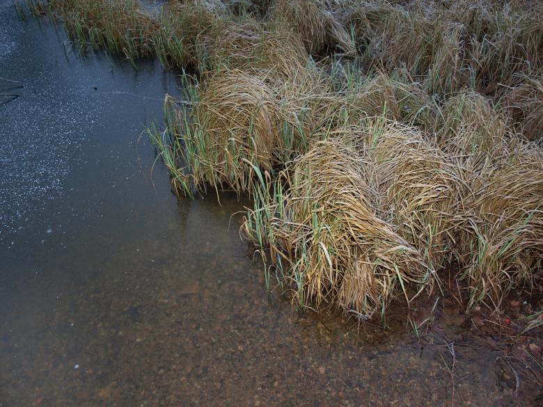 Free stock image of Frozen pond created by Marko Mäkinen