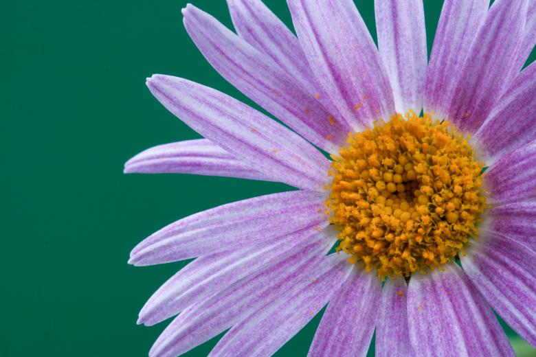 Free stock image of flower  created by 2happy