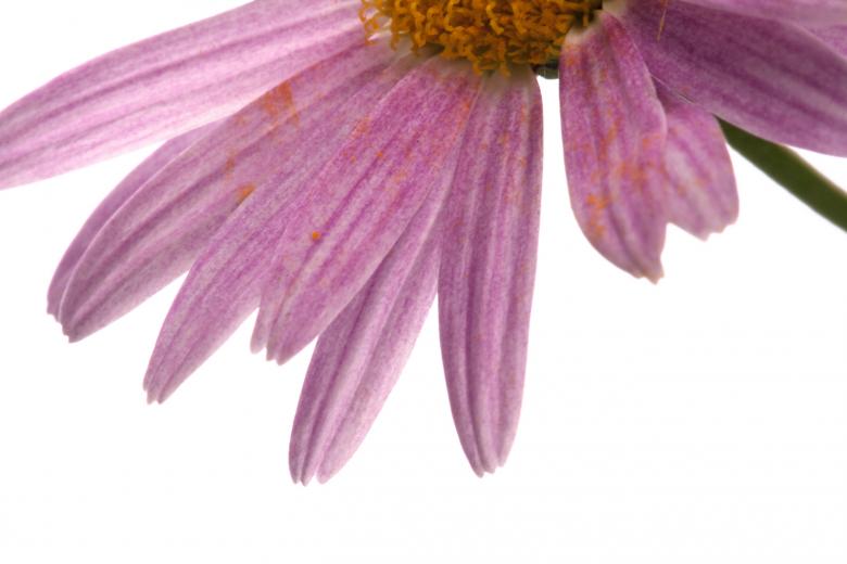 Free stock image of flower  created by 2happy