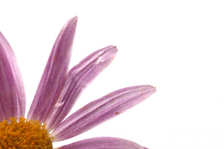 Free stock image of flower  created by 2happy