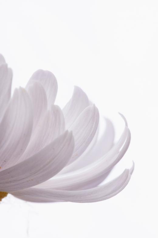 Free stock image of flower  created by 2happy
