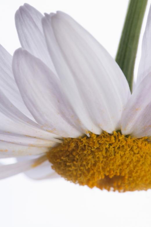 Free stock image of flower  created by 2happy