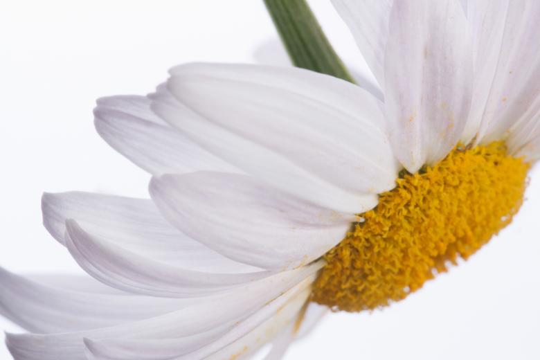 Free stock image of flower  created by 2happy