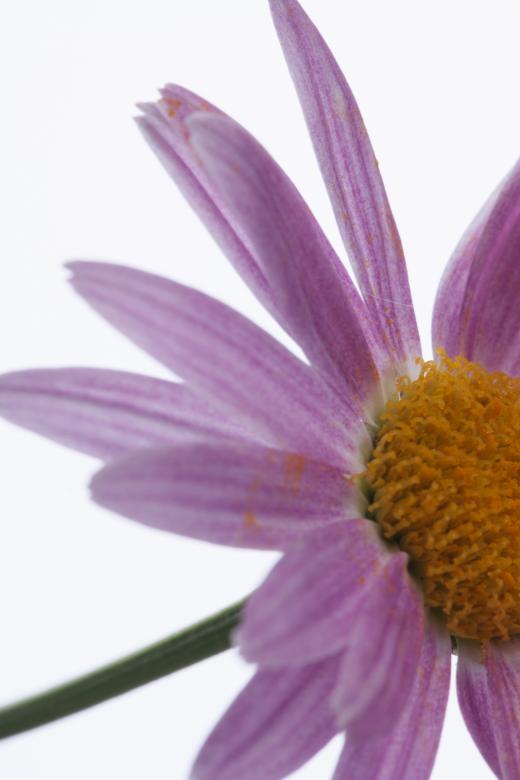 Free stock image of flower  created by 2happy