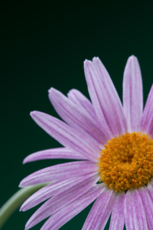 Free stock image of flower  created by 2happy