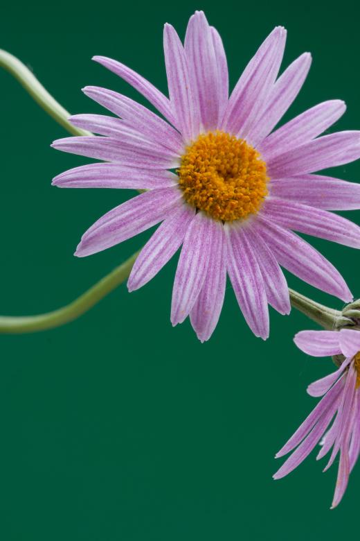 Free stock image of flower  created by 2happy