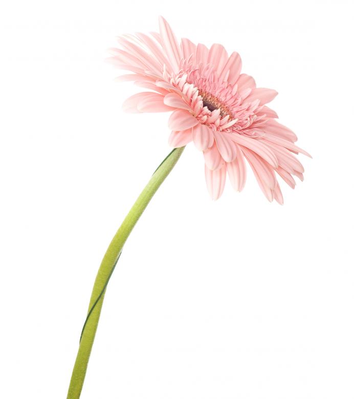 Free stock image of Flower created by 2happy