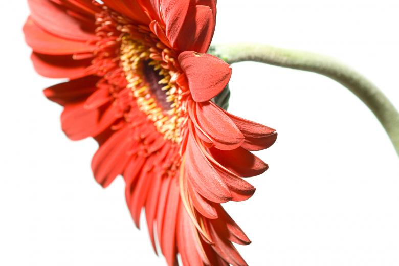 Free stock image of Flower created by 2happy