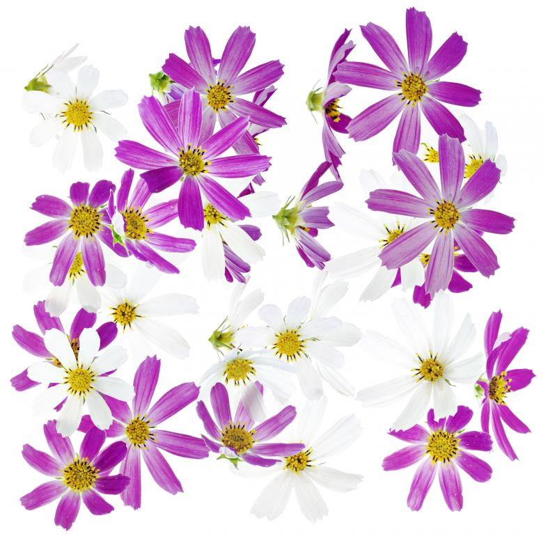 Free stock image of Flowers created by 2happy