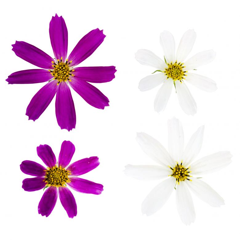 Free stock image of Flowers created by 2happy
