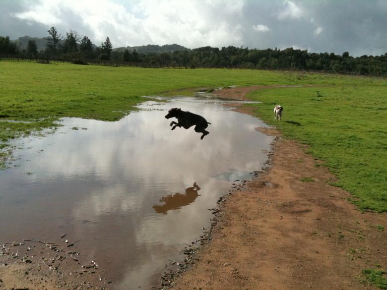Free stock image of Paris Jumping Puddle created by Sue Osborn