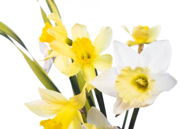 Free stock image of Flowers created by 2happy