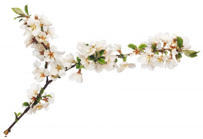Free stock image of White Flowers created by 2happy