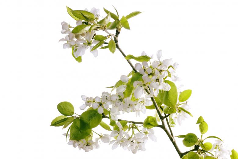 Free stock image of White Flowers created by 2happy