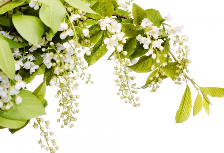 Free stock image of White Flowers created by 2happy