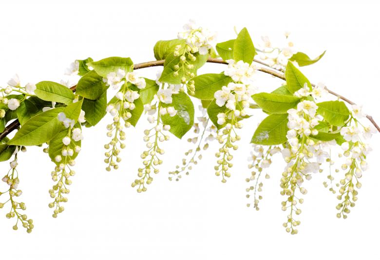 Free stock image of White Flowers created by 2happy