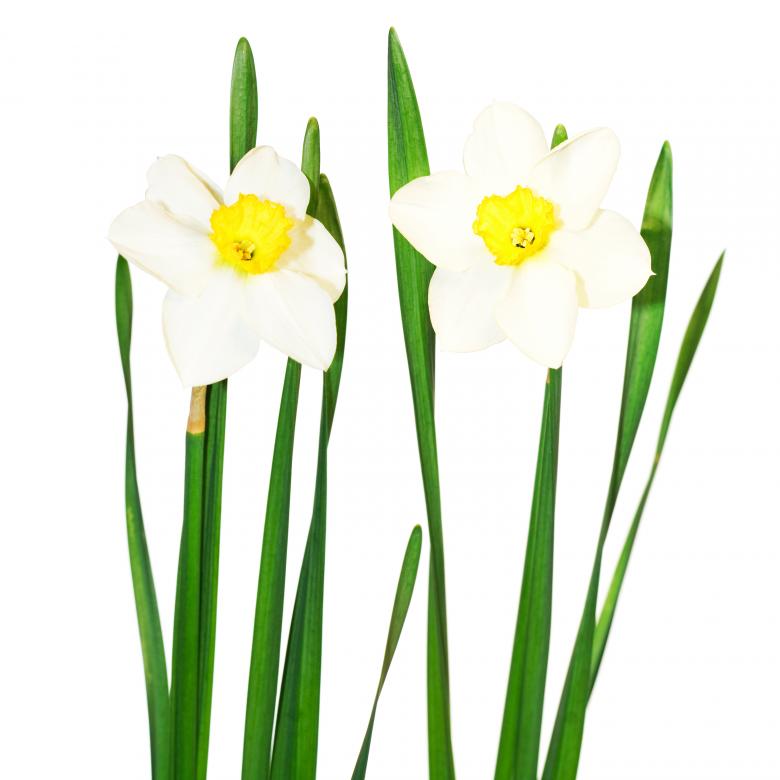 Free stock image of Flowers created by 2happy