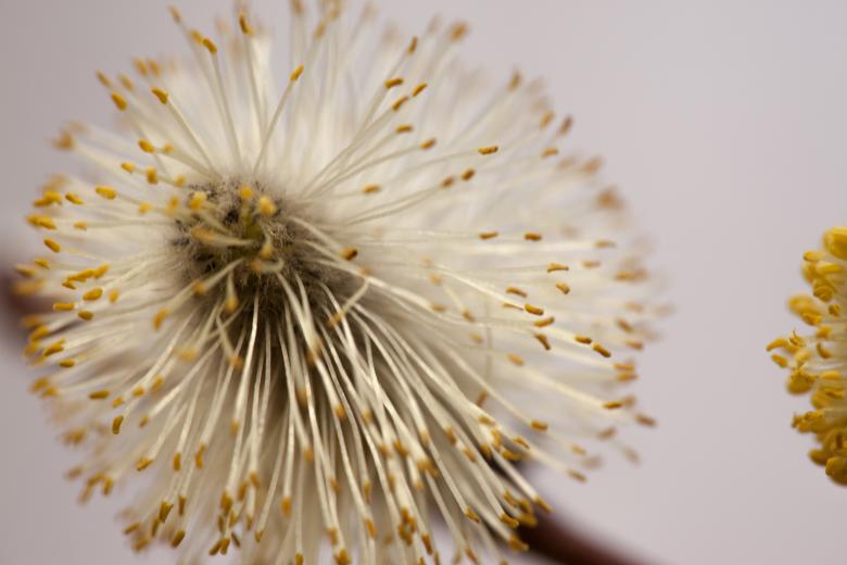 Free stock image of Dandelion created by 2happy